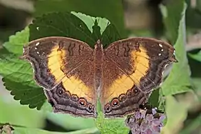 J. t. fumataHarenna Forest, Ethiopia