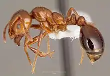 Solenopsis invicta fire ant