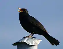 Eurasian blackbirdTurdus merula