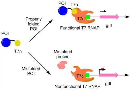 PACE for enhanced soluble expression