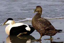 Common eiderSomateria mollissimaederfugl