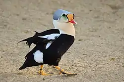 The gait of a king eider at Weltvogelpark Walsrode (Walsrode Bird Park)