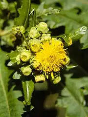 Inflorescences