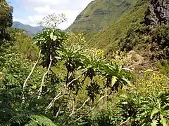 Growing in context at Levada das 25 Fontes