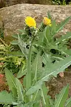 Sonchus kirkii in the Auckland Botanic Gardens, New Zealand