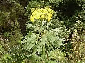 Sonchus palmensis