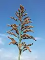 Sorghum branches