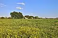 South Horse Fen