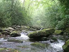 South Fork of Citico Creek in the Citico Creek Wilderness.