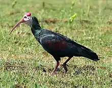 Southern bald ibis