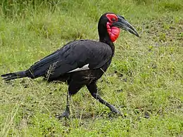 A foraging male