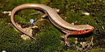 Southern coal skink (Plestiodon anthracinus), Jefferson Co, Missouri (March 2016)