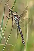 mature male, blue form