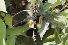 Immature male