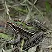 Southern leopard frog (Lithobates sphenocephalus), Liberty Co. TX (April 2009)