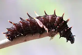 Larva