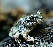 Great Basin Spadefoot