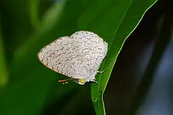 Ventral view