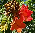 African Tulip Tree (Bell Flambeau, Scarlet Bell tree, Fountain tree, Syringe tree, Squirt tree and sometimes wrongly Flame tree; Rudrapalash in Bengali, पिचकारी (Pichkari) in Marathi and Hindi, Patade in Telugu and Patadi in Tamil) -- Spathodea campanulata