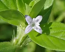 Spermacoce articularis in Hyderabad, India