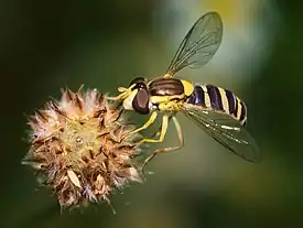 female S.scripta