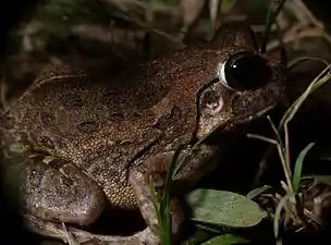 Lateral view