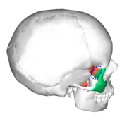 Sphenozygomatic suture (blue circle), seen from behind.