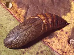 Pupa of Hyles gallii