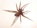 Domestic house spider, Tegenaria domestica