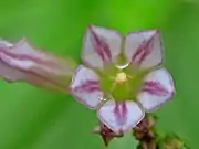 Close-up of flower