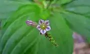 Inflorescence