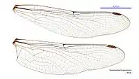 Male wings