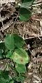 Passiflora actnia shoot at the type locality, mined leaf marked with an asterisk