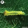 Fourth-instar larva in the mine