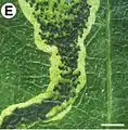 Initial portion of blotch section in detail, showing frass and damage to leaf parenchyma left by last-instar larva within the mine