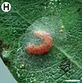 Last-instar larva after changing color, building the cocoon outside the mine on the leaf surface