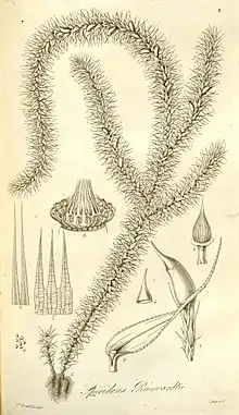 An illustration of various components of the climbing moss Spiridens reinwardtii