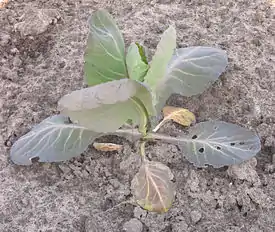 A young cabbage plant exhibiting nitrogen deficiency.