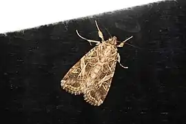 Spodoptera litura