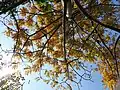 As Spondias mombin is a Deciduous Tree, the leaves are turning yellow.