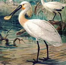 Eurasian spoonbillPlatalea leucorodia