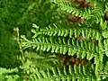 Lady Fern pinna showing abnormal tips.