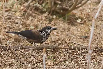 Spotted Nutcracker