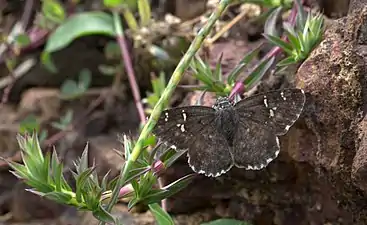 Spotted small flat laying eggs on Lepidagathis keralensis at Madayipara