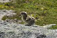 A chick, Gros Morne National Park, Newfoundland