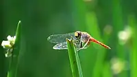 Male with bright yellow on face