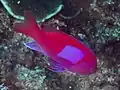 Male Pseudanthias pleurotaenia at Lembeh Sulawesi, 2018