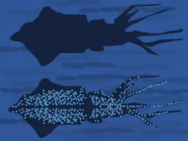 Principle of counter-illumination camouflage of the firefly squid, Watasenia scintillans. When seen from below by a predator, the animal's light helps to match its brightness and colour to the sea surface above.