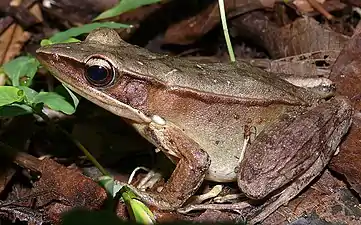 Lateral view