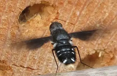 A. anthrax hovering, note the white tufts of hair at the sides of tergum 1